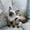 CFA SIAMESE KITTENS in Tennessee