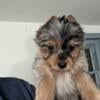 AKC merle Yorkie female