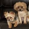 2 shorkie females 