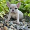 Import line lilac Merle French Bulldog pup