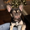 Tricolor AKC French Bulldog Stud