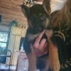 9 week GSD Puppies