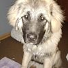 7 month male Caucasian Shepard/mountain dog