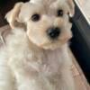 Cream AKC Female Miniature Schnauzer (Valentina)