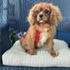 Ruby Male Cavalier King Charles