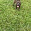 Male American bully puppy ABR Registered