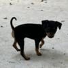 TINY Miniature Pinscher Mix