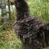 Unique Bantam frizzle chicks