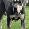 Euro akc great danes