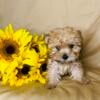 Teeny tiny teacup Yorkie, a beautiful blonde