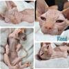 Sphynx Kittens