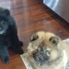 3 month old chow Chow puppies to re-home