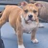 American Bully Pups for sale