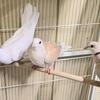 Baby Doves, tame , 7 weeks old