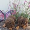 Miniature Dachshunds/make offer