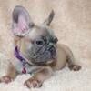 French bulldog AKC European