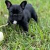 French Bulldog Puppies