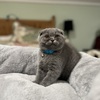 For sale Scottish fold kitten