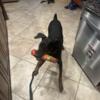 Beautiful 1 year old Doberman female