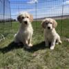 Standard Goldendoodle puppies looking for a loving family