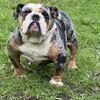 English bulldog female 
