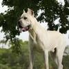 Straw Cane corso dual registry STUD -- $3,000