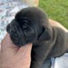 English Bull Dog Puppies, litter of six 7 weeks old now looking for a forever home.