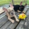 Male crme Merle french bulldog AKC registered