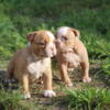 Olde English bulldogge puppies