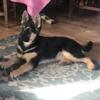 AKC German shepherd puppies