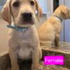 Labrador puppies looking for new FUR-ever homes