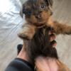 Teacup Yorkies for sale Chicago