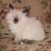 New litter of Purebred TICA registered Ragdoll kittens