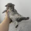 Blue Tabby Female Maine Coon Kitten