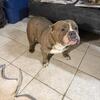 Free American Bully