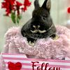 Sweet Netherland dwarf bunny