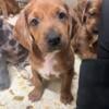 redbone coon hound mix