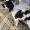 Akc Full European English Springer Spaniel 