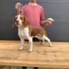 Beagle AKC male for sale