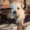 West Highland White Terrier Pups