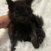 KIra: Solid Black Maine Coon Kitten