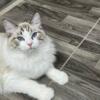 Male neutered Ragdoll Health Tested 8 months old