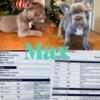 2 available male Lilac Frenchie