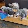  Congo Grey baby(male) just weaned 
