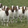 Boar Goats, Pygmy Goat & Nigerian Dwarf Goats available