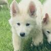 White German shepherd pup ready now!! 