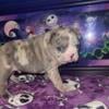 Male blue merle French Bulldog