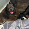 Black tri female pocket bully