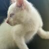 Siamese Kitten