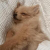 Pomeranian puppy